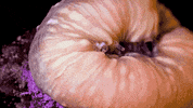 sea sponge GIF