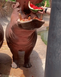 Watermelon No Match for Hungry, Hungry Hippo