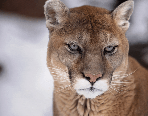 Htown Cougar GIF by University of Houston