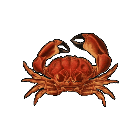 Marine Life Beach Sticker by The Wild Curiosity