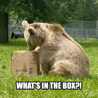 What's in the Box?!