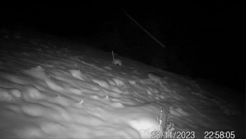 Laendle giphygifmaker GIF