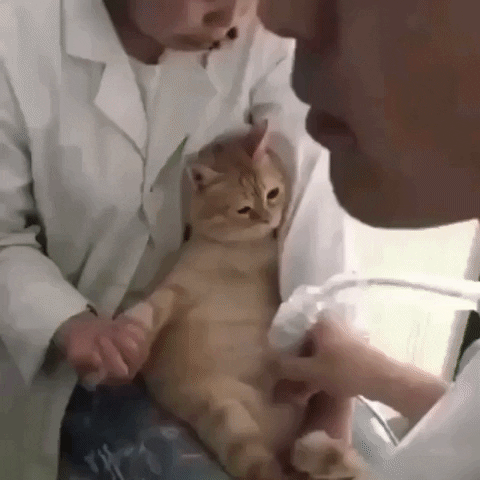 cuteanimalland giphyupload GIF