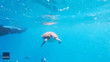 Family Exploring Cape Verde Get Unforgettable Opportunity to Swim With Turtles