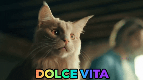giphygifmaker cat meme dolce vita kpn GIF