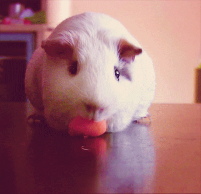 guinea pig carrot GIF