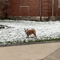 Happy Butler Bulldogs GIF by Butler University