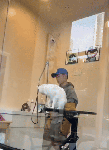 cuteanimalland giphyupload GIF