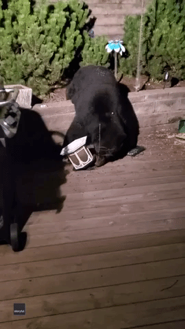 Bear Gets Paws on Bird Feeder, Enjoys Late-Night Feast on Iowa Deck