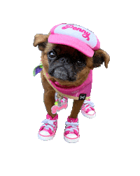 Cute Dog Griff Sticker by MISO PUP