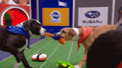 Animal Planet GIF by Puppy Bowl