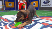 Animal Planet GIF by Puppy Bowl