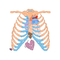 revmed heart ribs med school stethoscope Sticker