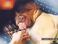 pitbull GIF