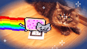 wikitude cat augmented reality GIF