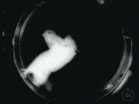 black and white film GIF by Okkult Motion Pictures