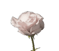 vincenzodascanioit rose blossom vincenzo vincenzodascanio Sticker