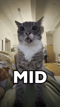 Cat Reaction GIF
