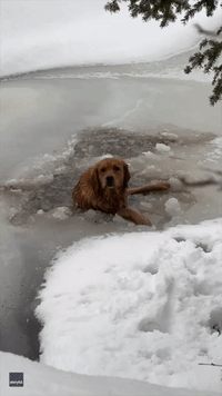 Family Rescues Dog Stuck in Frozen Quebec Lake