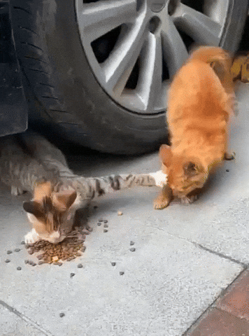 Gloxoto giphyupload GIF