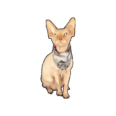 Hairless Cat Sticker by Geekster Pets