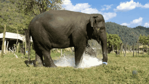 elephant fountain GIF