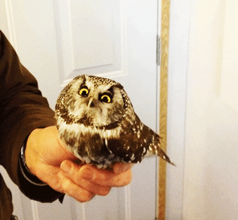 angry baby owl GIF