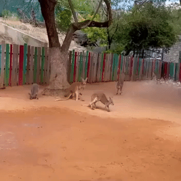 Kangaroo Joeys at San Antonio Zoo Can't Get Enough of Hose as Temperatures Soar