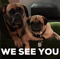 Dogs Looking GIF