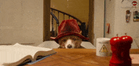 why me? oops GIF by Paddington Bear