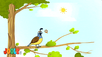 Q Is For Quail