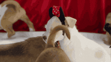 Mickey Mouse Dog GIF by Disney