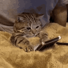 Cat Kitty GIF by Kraken Images