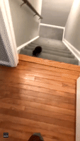 Kitten Meets Its Nemesis: Wooden Floorboards