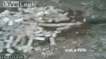 water wtf GIF by Cheezburger