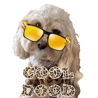 Cool Dude Cavoodle Sticker by Pimp Yo Pets