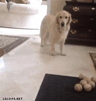 dog playing GIF
