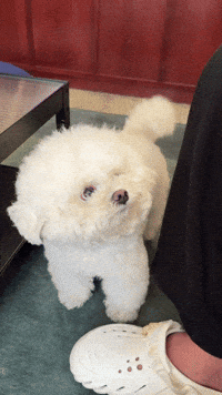 비숑 GIF