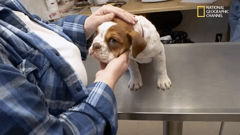 the incredible dr pol season 12 episode 6 GIF by Nat Geo Wild 
