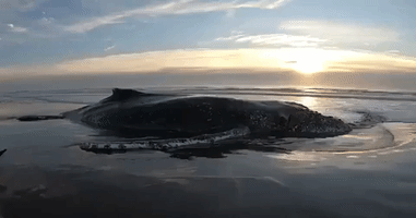 Whale Stranded on Argentine Beach Returned to Sea After 2-Day Operation