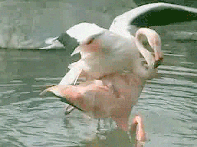 flamingos GIF by Cheezburger