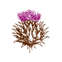 After Dinner Flower Sticker by Cardamaro - The Italian Amaro Wine