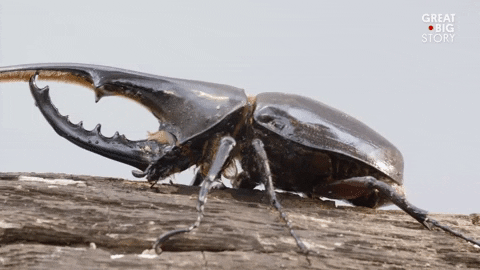 hercules beetle bug GIF by Great Big Story