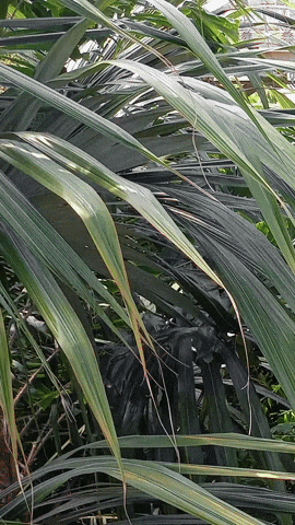 Simongip giphyupload GIF