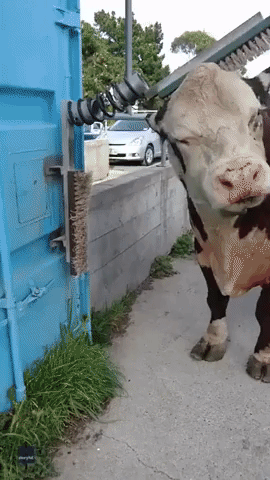 New Zealand Bull Enjoys a Good Scratch