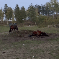 tibhorse what omg wtf oh shit GIF
