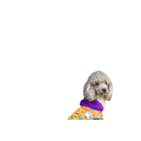 Halloween Dog Sticker by Geekster Pets