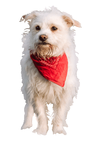 Dog Dancing Sticker by Tales&Tails