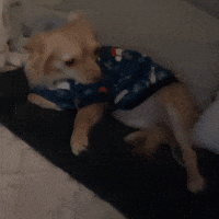 Confused Cute Girl GIF