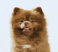 Dog Smile GIF by Bertie The Pom